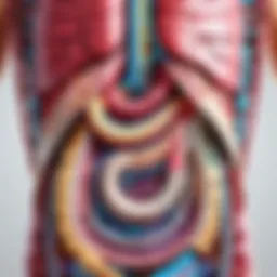 Anatomical illustration showing the complex digestive system
