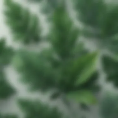 Foliage of Success Green foliage symbolizing growth and success